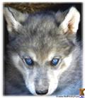 wolf dog puppy posted by Wolf Husky Pups